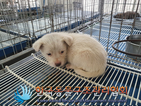 한국동물구조관리협회_441409202300724